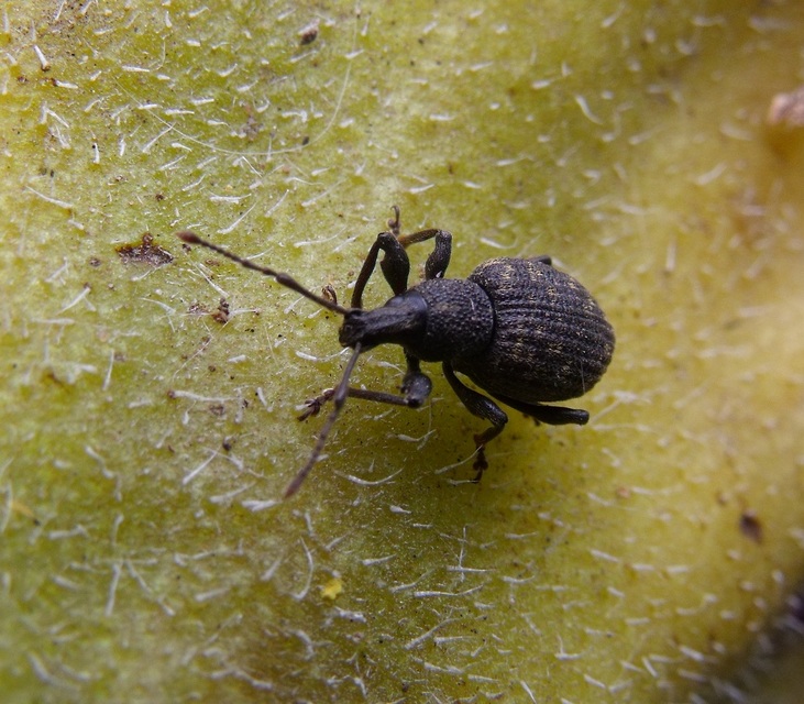 Otiorhynchus sulcatus - szálkás gyalogormányos
