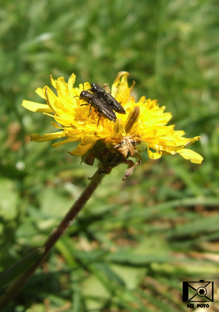 Anthaxia godeti - Godet-virágdíszbogár