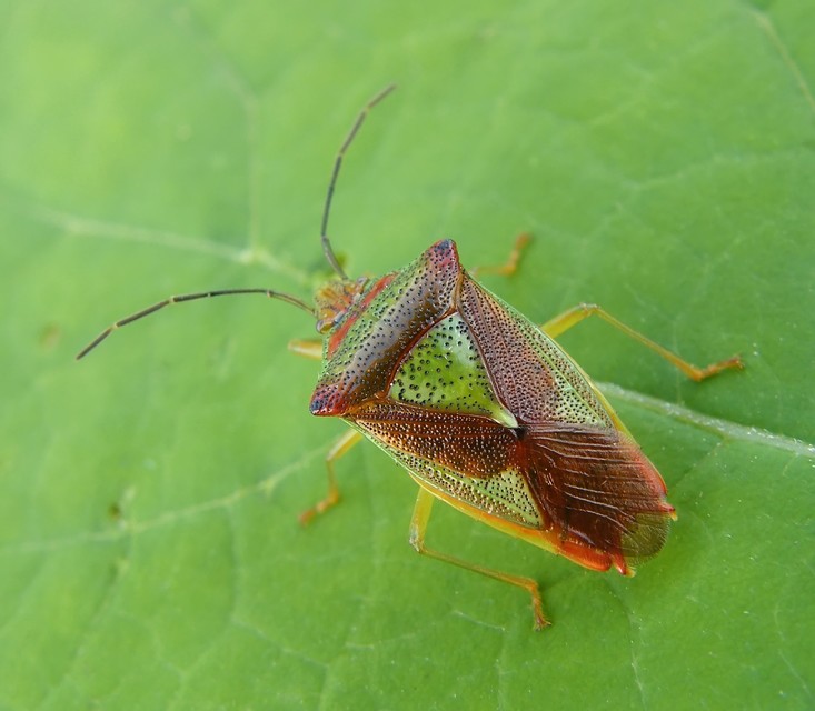Acanthosoma haemorrhoidale - nagy dajkapoloska Acanthosoma haemorrhoidale - nagy dajkapoloska