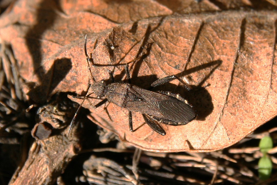 Alydus calcaratus - szőrös tövispoloska