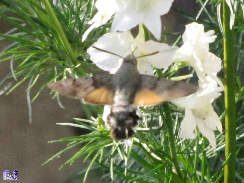 Macroglossum stellatarum - kacsafarkú szender