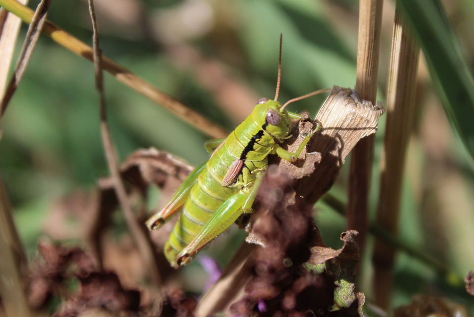 Pseudopodisma nagyi - Nagy-hegyisáska