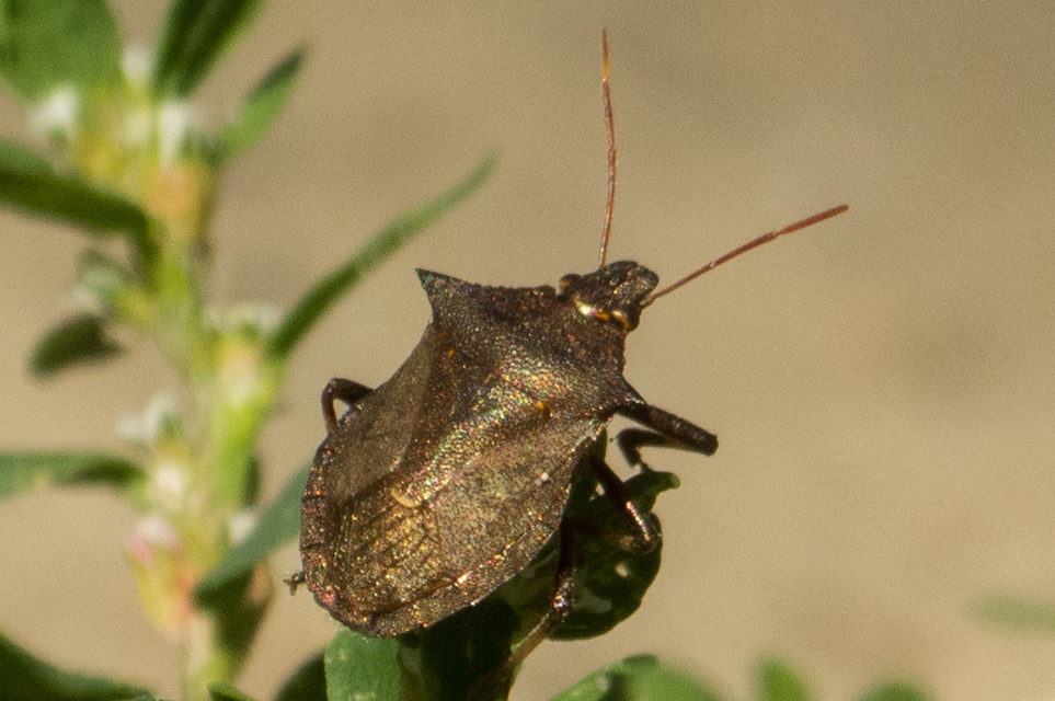 Picromerus bidens - tüskés címerespoloska Picromerus bidens - tüskés címerespoloska