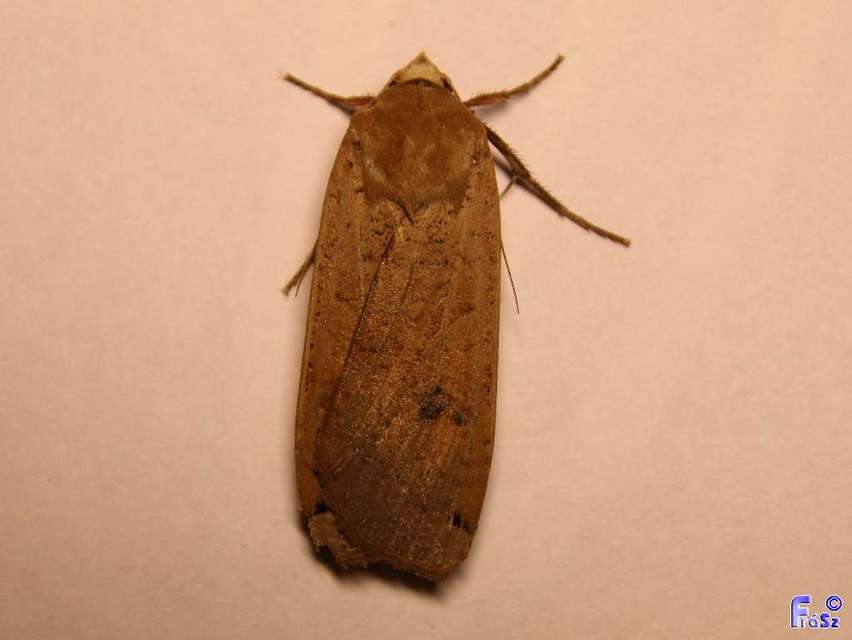 Noctua pronuba - nagy sárgafűbagoly