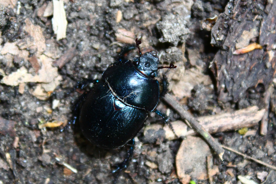 Anoplotrupes stercorosus - erdei álganéjtúró