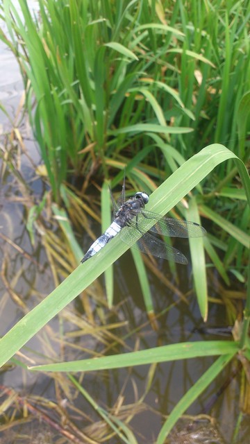 Libellula fulva - kisfoltos laposacsa