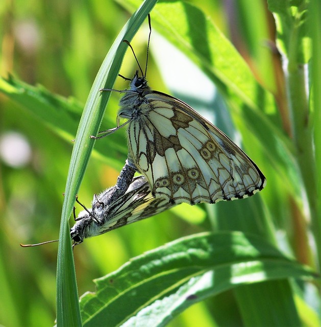 Melanargia galathea - sakktáblalepke
