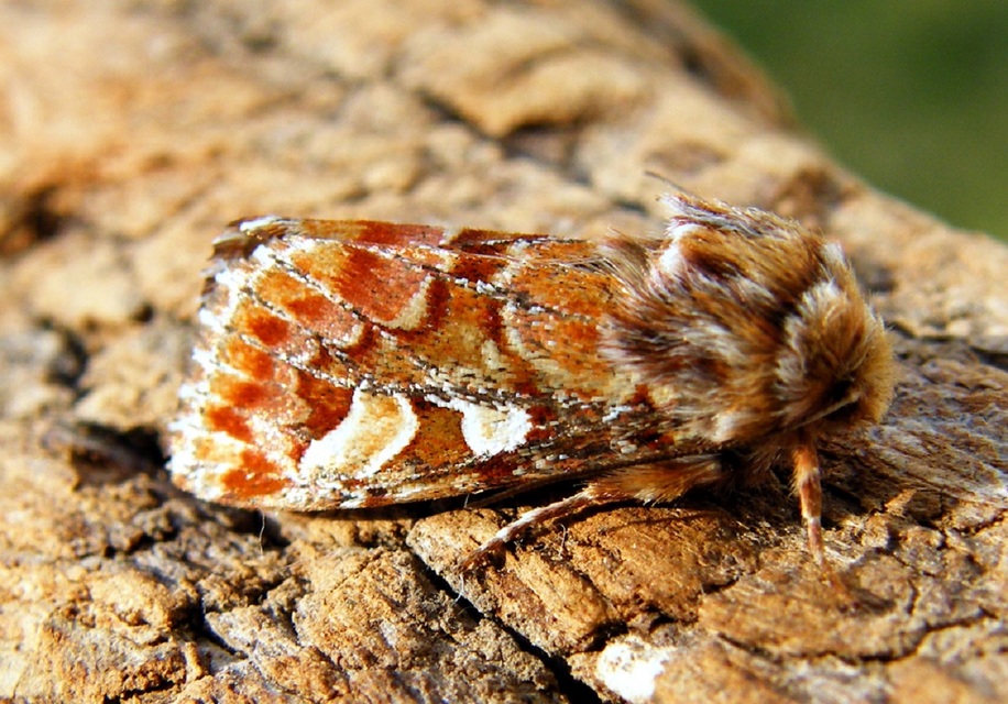 Panolis flammea - fenyőbagoly