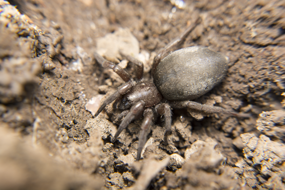Gnaphosidae - kövipókok
