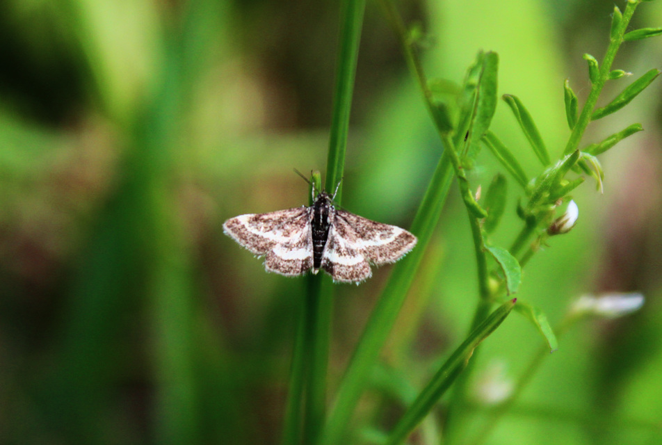 Atralata albofascialis - fehércsíkos kormosmoly