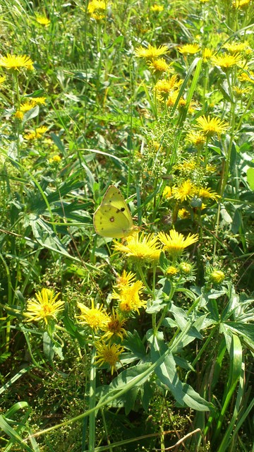 Colias hyale - kéneslepke