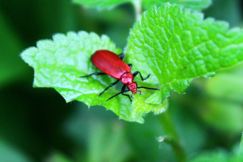Pyrochroa serraticornis - közép-bíborbogár