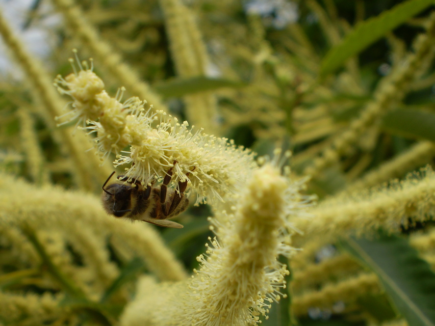 Apidae - méhfélék