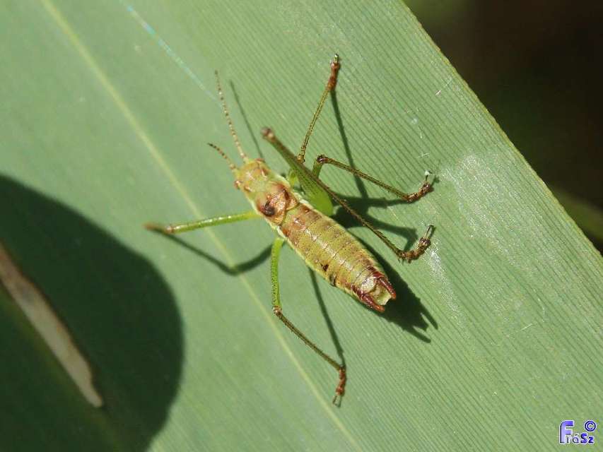 Leptophyes albovittata - közönséges virágszöcske