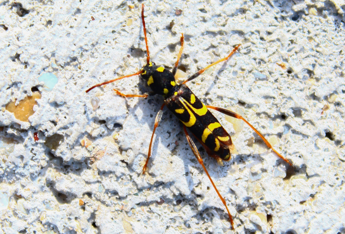 Clytus tropicus - tölgy-darázscincér