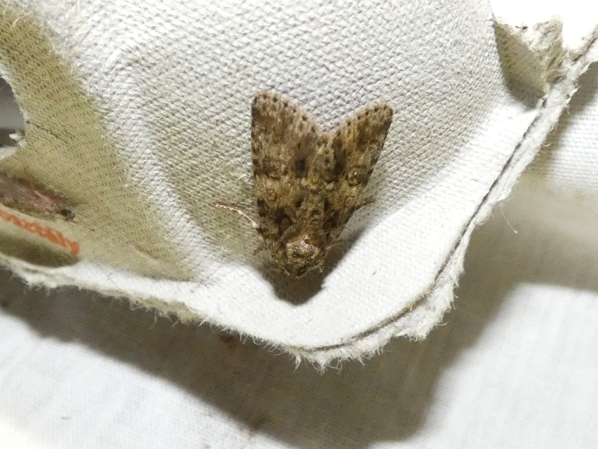Acronicta rumicis - sóska-szigonyosbagoly Acronicta rumicis - sóska-szigonyosbagoly
