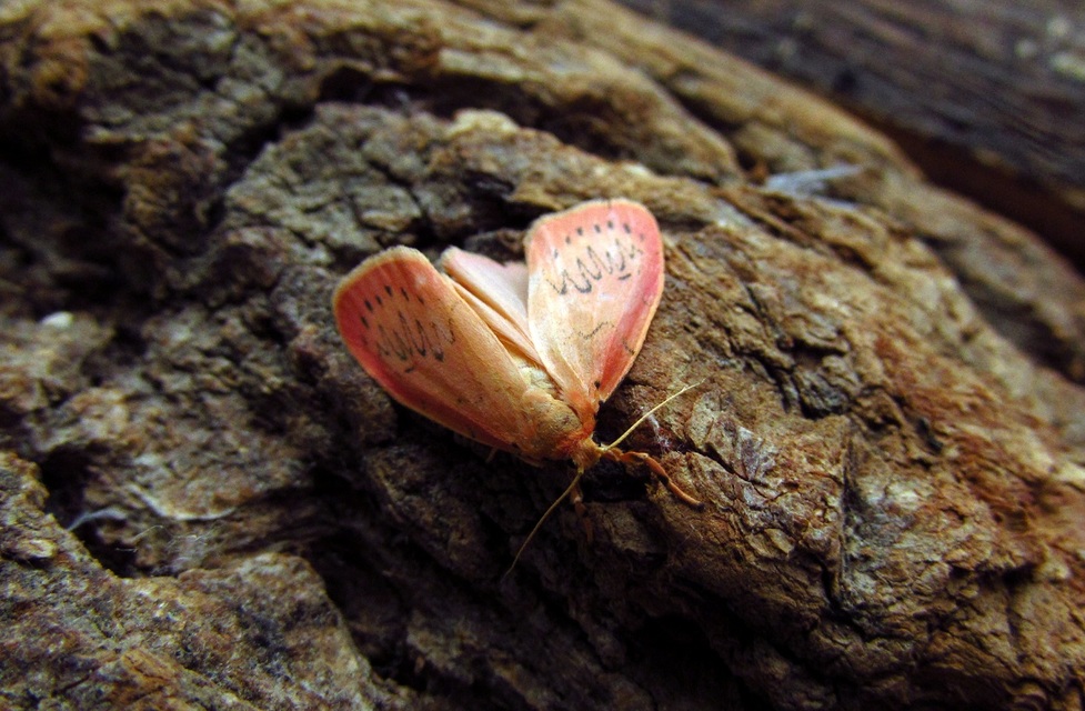 Miltochrista miniata - piros medvelepke