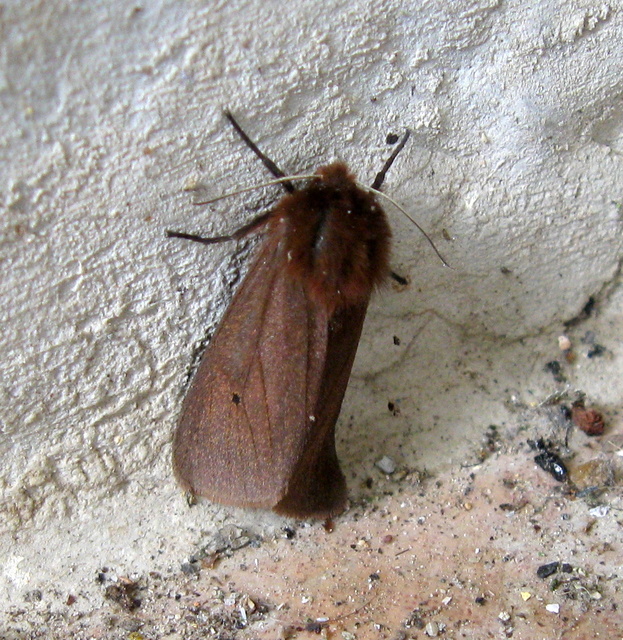 Phragmatobia fuliginosa - füstös medvelepke