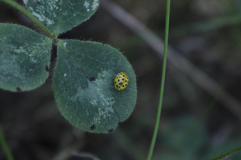 Psyllobora vigintiduopunctata - huszonkétpettyes katica