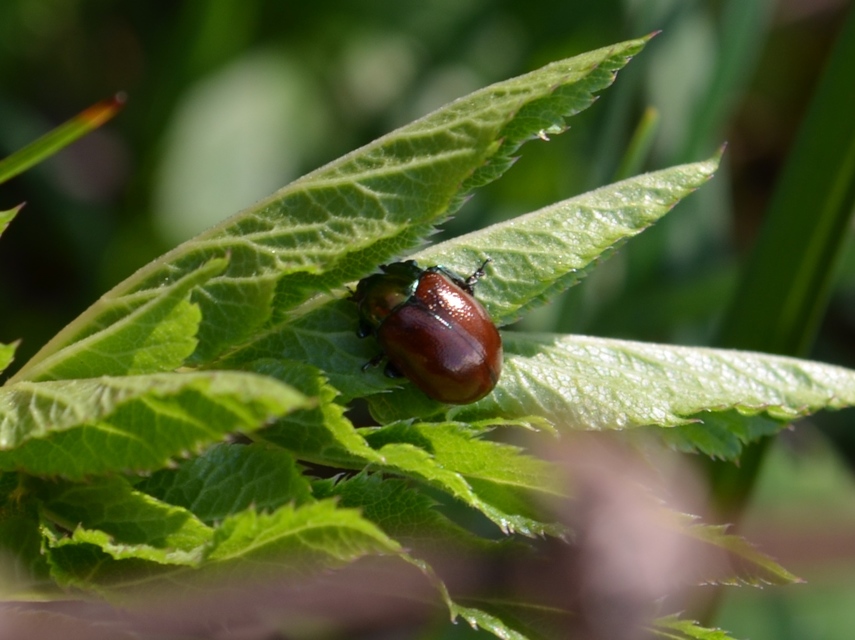Chrysolina polita - réti mentalevelész