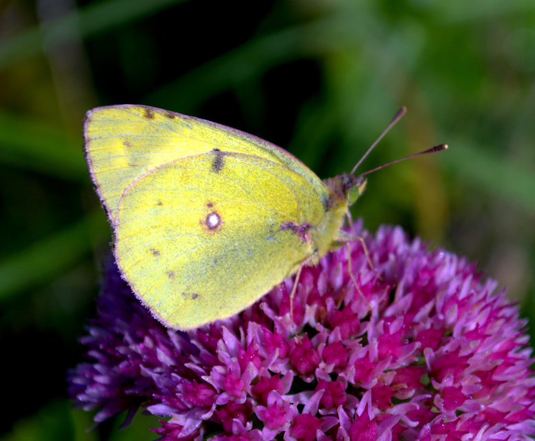 Colias hyale - kéneslepke