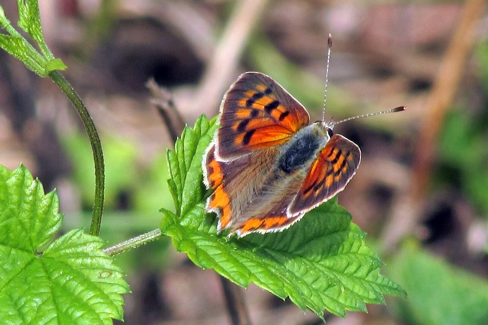 Lycaena phlaeas - közönséges tűzlepke