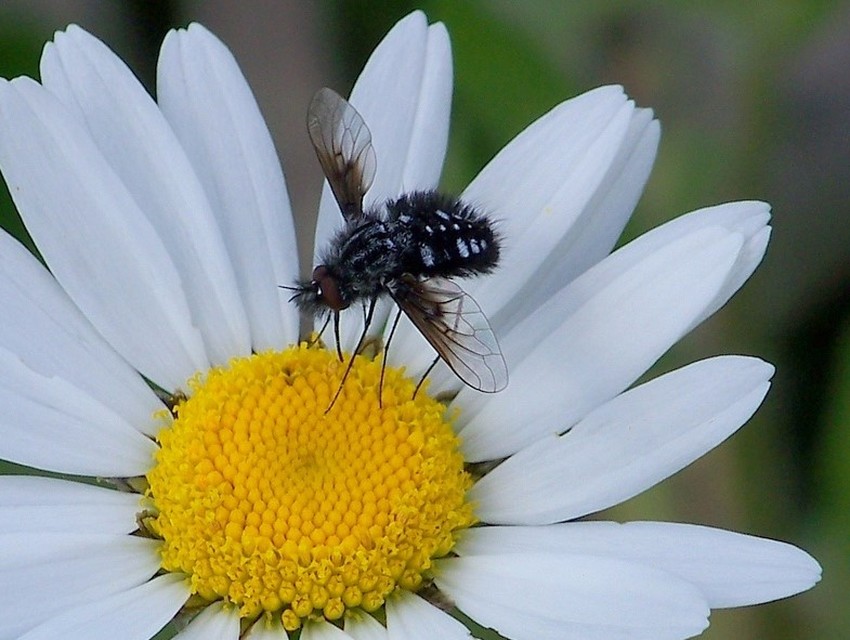 Bombylella atra - ezüstpettyes pöszörlégy