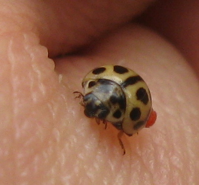 Tytthaspis sedecimpunctata - tizenhatpettyes katica