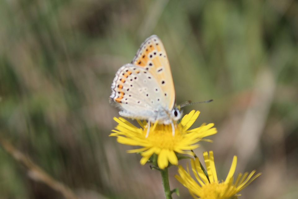Lycaena thersamon - kis tűzlepke
