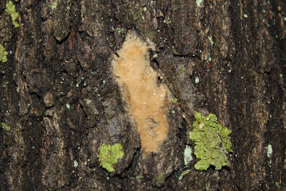 Lymantria dispar - gyapjaslepke