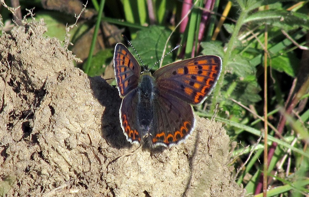 Lycaena tityrus - barna tűzlepke