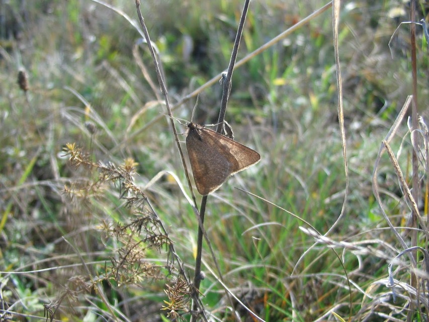 Lignyoptera fumidaria - füstös ősziaraszoló