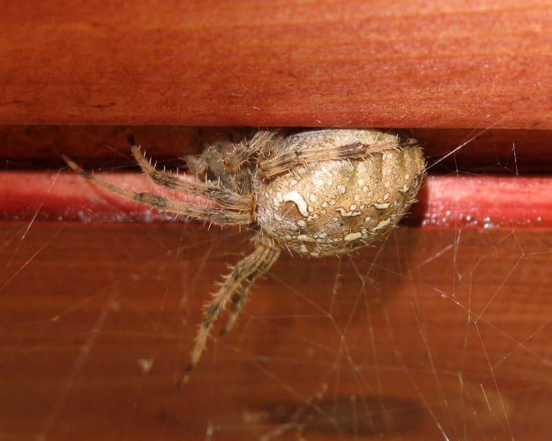 Araneus diadematus - koronás keresztespók