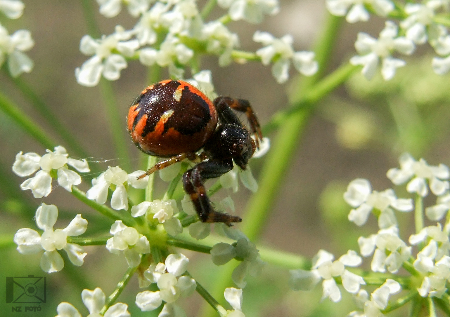Synema globosum - fekete-sárga karolópók