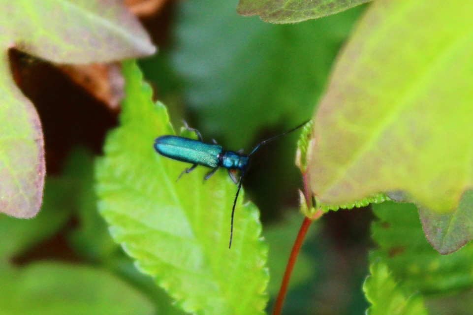 Agapanthia violacea - kék somkórócincér