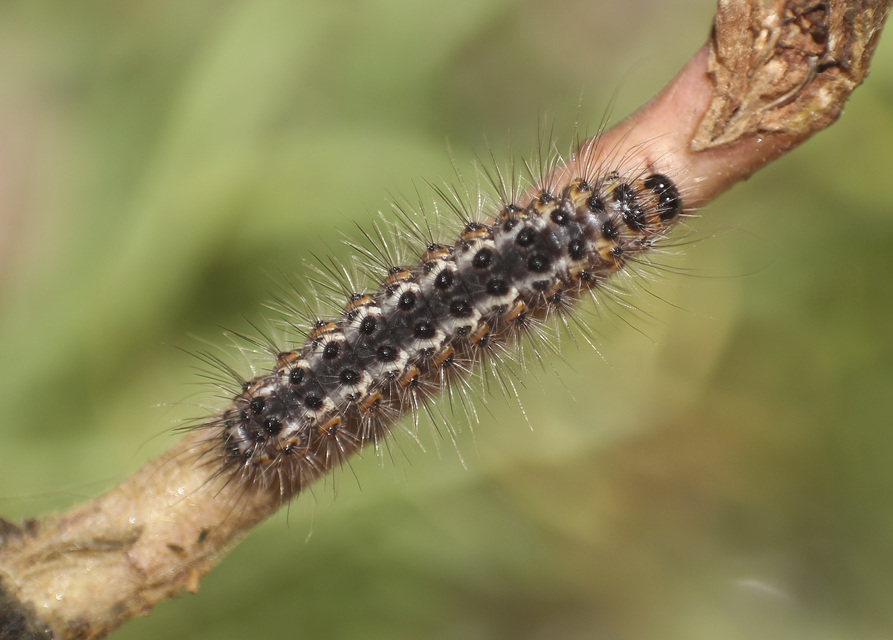 Acronicta euphorbiae - kutyatej-szigonyosbagoly