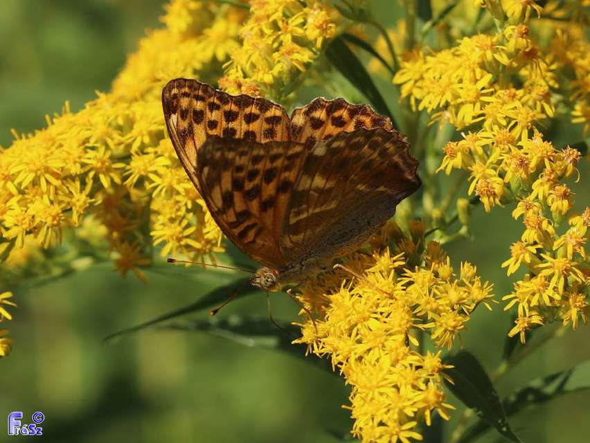 Argynnis paphia - nagy gyöngyházlepke
