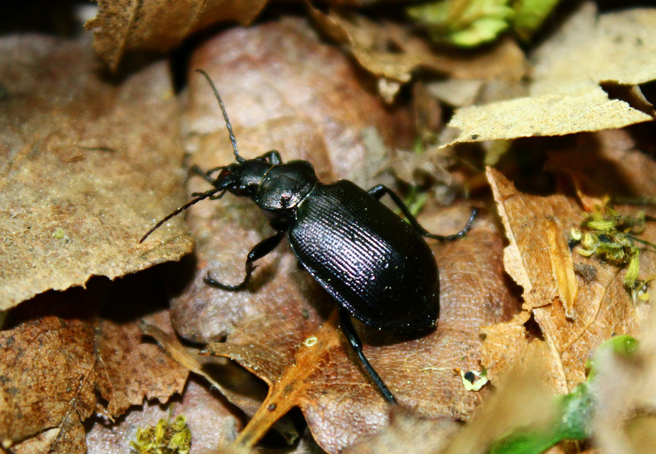 Calosoma inquisitor - kis bábrabló