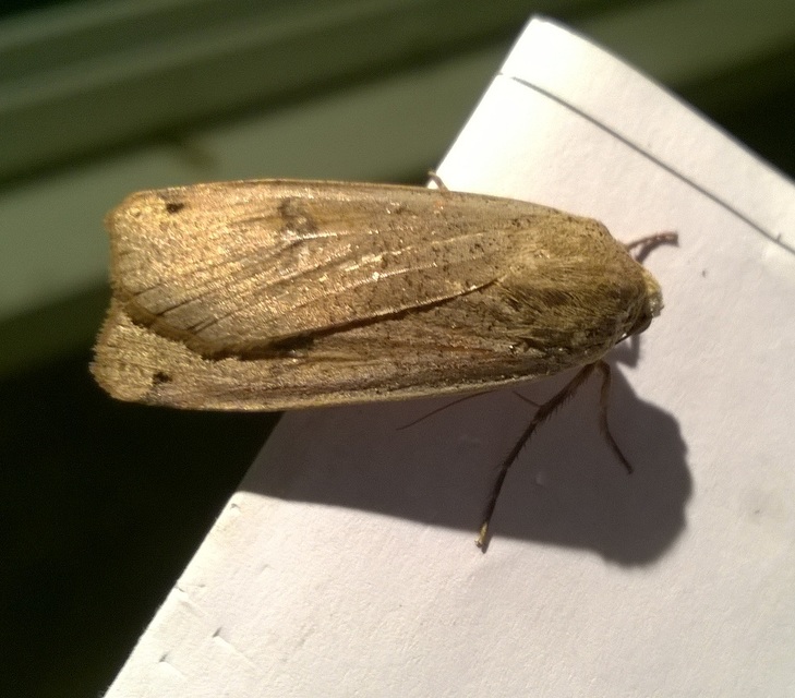 Noctua pronuba - nagy sárgafűbagoly
