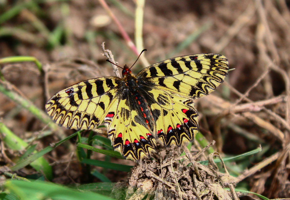 Zerynthia polyxena - farkasalmalepke