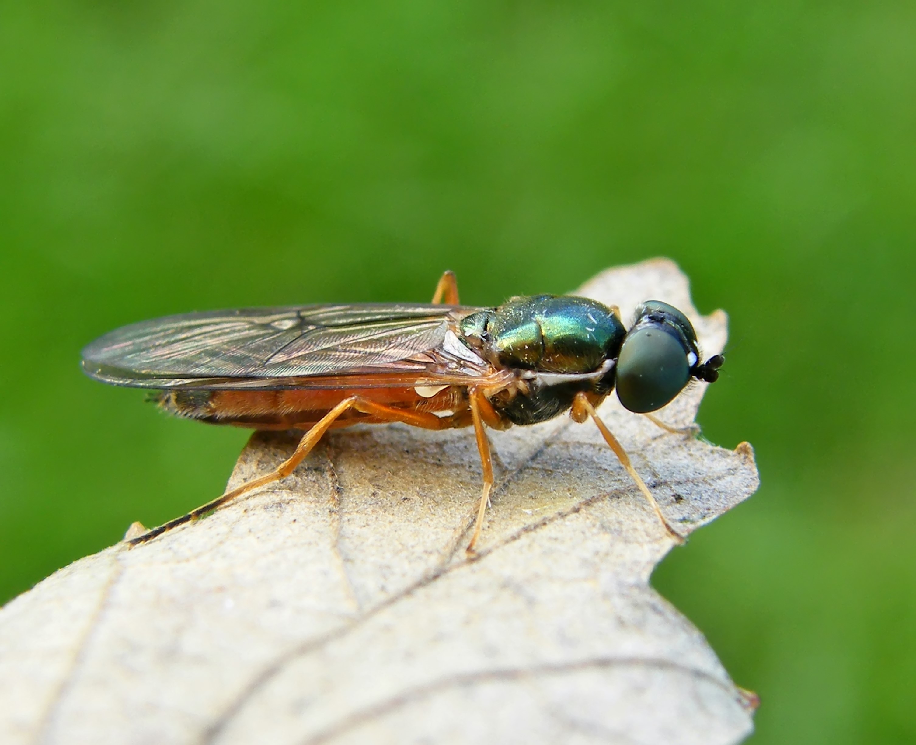 Sargus bipunctatus - kétpettyes fémeslégy