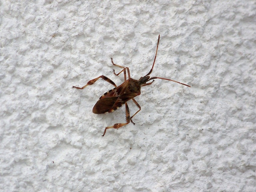 Leptoglossus occidentalis - nyugati levéllábú poloska