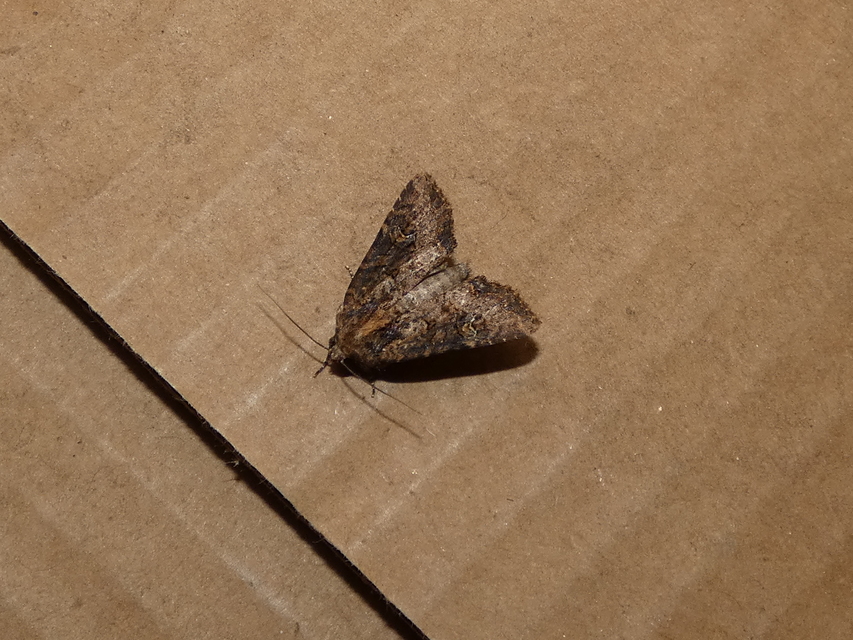 Mesapamea secalella/secalis