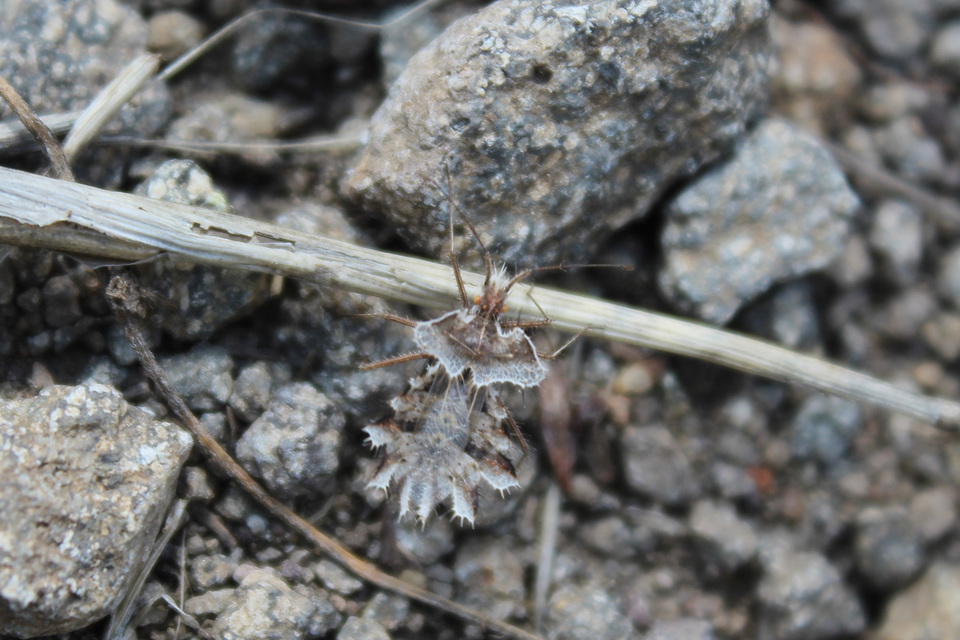 Phyllomorpha laciniata - lándzsás karimáspoloska