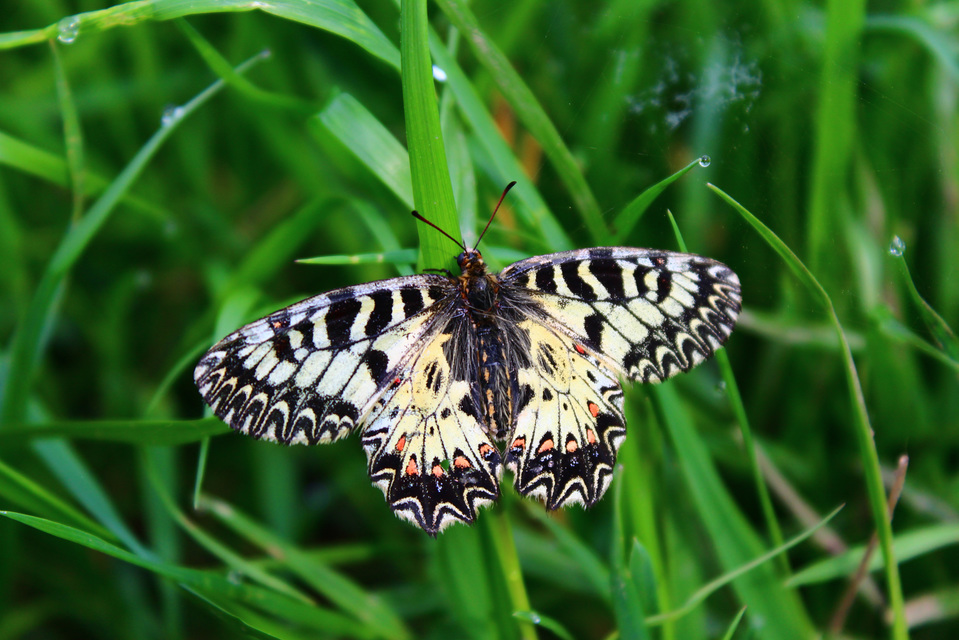 Zerynthia polyxena - farkasalmalepke