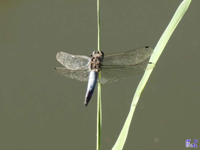 Orthetrum cancellatum - feketefarkú pásztorszitakötő