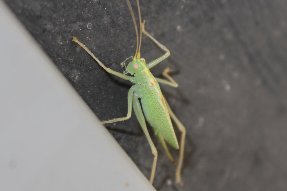 Meconema thalassinum - közönséges dobolószöcske