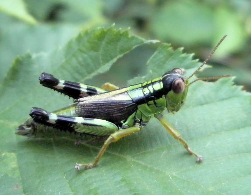 Miramella formosanta