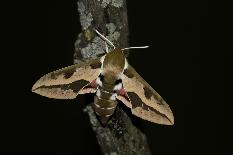 Hyles euphorbiae - kutyatejszender