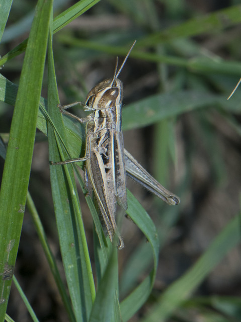 Euchorthippus declivus - rövidszárnyú rétisáska
